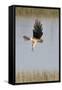 Northern Harrier with Talons Extended to Strike-Hal Beral-Framed Stretched Canvas