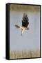 Northern Harrier with Talons Extended to Strike-Hal Beral-Framed Stretched Canvas
