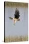 Northern Harrier with Talons Extended to Strike-Hal Beral-Stretched Canvas