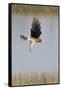 Northern Harrier with Talons Extended to Strike-Hal Beral-Framed Stretched Canvas