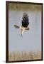 Northern Harrier with Talons Extended to Strike-Hal Beral-Framed Photographic Print