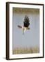 Northern Harrier with Talons Extended to Strike-Hal Beral-Framed Photographic Print