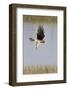 Northern Harrier with Talons Extended to Strike-Hal Beral-Framed Photographic Print