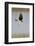 Northern Harrier with Talons Extended to Strike-Hal Beral-Framed Photographic Print