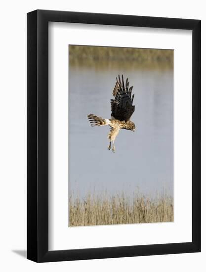 Northern Harrier with Talons Extended to Strike-Hal Beral-Framed Photographic Print