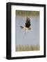 Northern Harrier with Talons Extended to Strike-Hal Beral-Framed Photographic Print