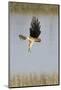 Northern Harrier with Talons Extended to Strike-Hal Beral-Mounted Photographic Print