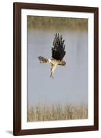 Northern Harrier with Talons Extended to Strike-Hal Beral-Framed Photographic Print