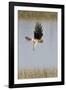 Northern Harrier with Talons Extended to Strike-Hal Beral-Framed Photographic Print