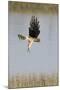 Northern Harrier with Talons Extended to Strike-Hal Beral-Mounted Photographic Print