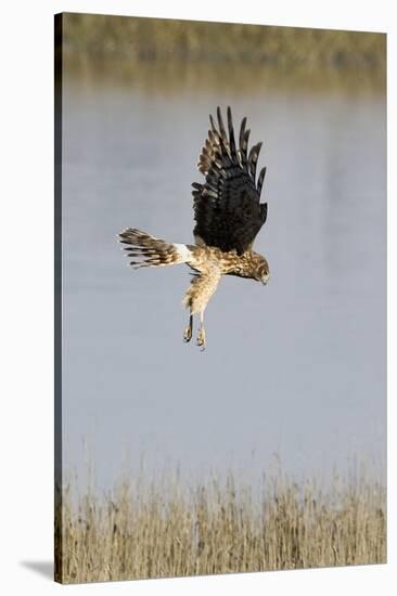 Northern Harrier with Talons Extended to Strike-Hal Beral-Stretched Canvas