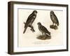 Northern Hawk Owl, 1864-null-Framed Giclee Print