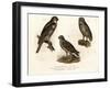 Northern Hawk Owl, 1864-null-Framed Giclee Print