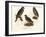 Northern Hawk Owl, 1864-null-Framed Giclee Print