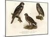 Northern Hawk Owl, 1864-null-Mounted Giclee Print