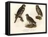 Northern Hawk Owl, 1864-null-Framed Stretched Canvas