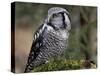 Northern Hawk Owl, Alaska, Us-Lynn M^ Stone-Stretched Canvas