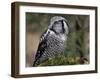 Northern Hawk Owl, Alaska, Us-Lynn M^ Stone-Framed Photographic Print