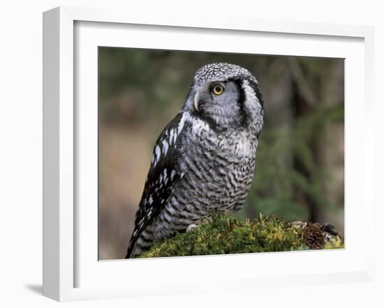 Northern Hawk Owl, Alaska, Us-Lynn M^ Stone-Framed Photographic Print