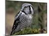 Northern Hawk Owl, Alaska, Us-Lynn M^ Stone-Mounted Photographic Print