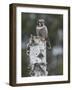 Northern hawk-owl resting on tree stump, Finland-Jussi Murtosaari-Framed Photographic Print