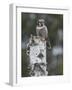 Northern hawk-owl resting on tree stump, Finland-Jussi Murtosaari-Framed Photographic Print