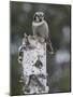 Northern hawk-owl resting on tree stump, Finland-Jussi Murtosaari-Mounted Photographic Print