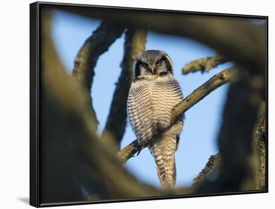 Northern Hawk-Owl (Surnia Ulula) Seen Through Branches, Southwest Finland, February-Jussi Murtosaari-Framed Photographic Print