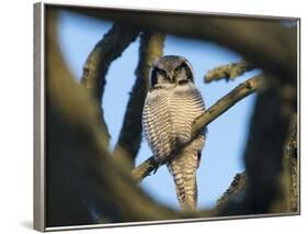 Northern Hawk-Owl (Surnia Ulula) Seen Through Branches, Southwest Finland, February-Jussi Murtosaari-Framed Photographic Print