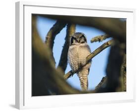 Northern Hawk-Owl (Surnia Ulula) Seen Through Branches, Southwest Finland, February-Jussi Murtosaari-Framed Photographic Print