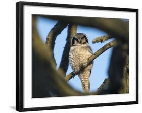 Northern Hawk-Owl (Surnia Ulula) Seen Through Branches, Southwest Finland, February-Jussi Murtosaari-Framed Photographic Print