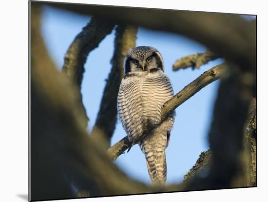 Northern Hawk-Owl (Surnia Ulula) Seen Through Branches, Southwest Finland, February-Jussi Murtosaari-Mounted Photographic Print