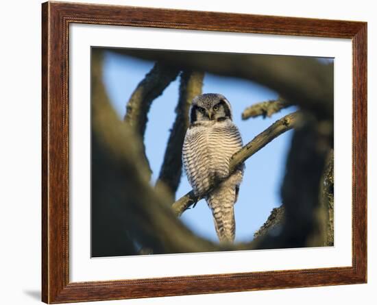 Northern Hawk-Owl (Surnia Ulula) Seen Through Branches, Southwest Finland, February-Jussi Murtosaari-Framed Photographic Print