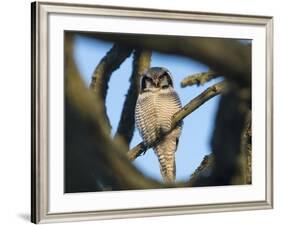 Northern Hawk-Owl (Surnia Ulula) Seen Through Branches, Southwest Finland, February-Jussi Murtosaari-Framed Photographic Print