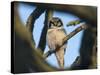 Northern Hawk-Owl (Surnia Ulula) Seen Through Branches, Southwest Finland, February-Jussi Murtosaari-Stretched Canvas