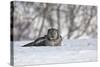 Northern Hawk Owl-Lynn_B-Stretched Canvas