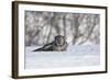 Northern Hawk Owl-Lynn_B-Framed Photographic Print