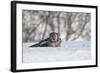 Northern Hawk Owl-Lynn_B-Framed Photographic Print