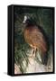 Northern Helmeted Curassow Rare Red Phase-null-Framed Stretched Canvas