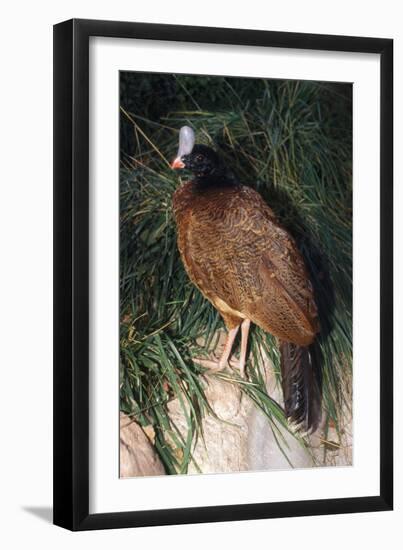 Northern Helmeted Curassow Rare Red Phase-null-Framed Photographic Print