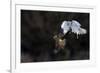 Northern - Hen Harrier (Circus Cyaneus) And Kestrel (Falco Tinnunculus) Below, Fighting In Flight-Fabrice Cahez-Framed Photographic Print