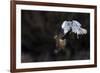 Northern - Hen Harrier (Circus Cyaneus) And Kestrel (Falco Tinnunculus) Below, Fighting In Flight-Fabrice Cahez-Framed Photographic Print