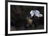 Northern - Hen Harrier (Circus Cyaneus) And Kestrel (Falco Tinnunculus) Below, Fighting In Flight-Fabrice Cahez-Framed Photographic Print