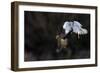 Northern - Hen Harrier (Circus Cyaneus) And Kestrel (Falco Tinnunculus) Below, Fighting In Flight-Fabrice Cahez-Framed Photographic Print