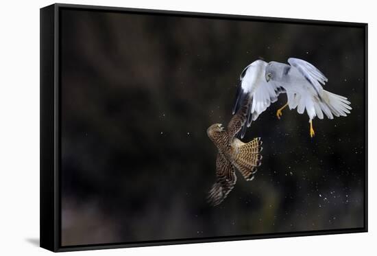 Northern - Hen Harrier (Circus Cyaneus) And Kestrel (Falco Tinnunculus) Below, Fighting In Flight-Fabrice Cahez-Framed Stretched Canvas