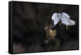 Northern - Hen Harrier (Circus Cyaneus) And Kestrel (Falco Tinnunculus) Below, Fighting In Flight-Fabrice Cahez-Framed Stretched Canvas