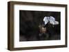 Northern - Hen Harrier (Circus Cyaneus) And Kestrel (Falco Tinnunculus) Below, Fighting In Flight-Fabrice Cahez-Framed Photographic Print