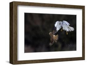 Northern - Hen Harrier (Circus Cyaneus) And Kestrel (Falco Tinnunculus) Below, Fighting In Flight-Fabrice Cahez-Framed Photographic Print