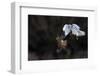 Northern - Hen Harrier (Circus Cyaneus) And Kestrel (Falco Tinnunculus) Below, Fighting In Flight-Fabrice Cahez-Framed Photographic Print