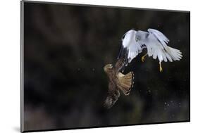 Northern - Hen Harrier (Circus Cyaneus) And Kestrel (Falco Tinnunculus) Below, Fighting In Flight-Fabrice Cahez-Mounted Photographic Print